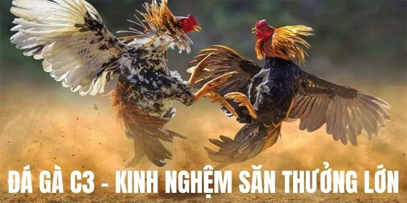 Kinh nghiệm tham gia chọi gà C3 rinh thưởng khủng