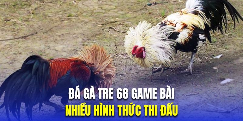  Đa dạng hình thức chọi gà tre để hội viên thoải mái trải nghiệm