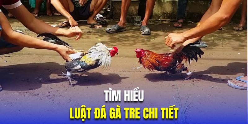 Tìm hiểu luật đá gà tre chi tiết cho hội viên mới